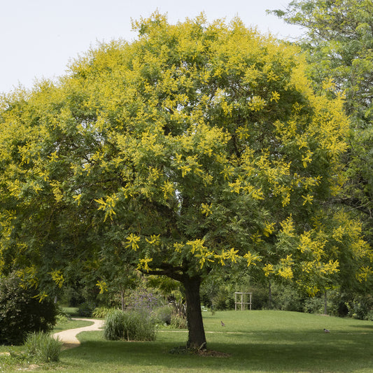 Lampionboom - Bakker