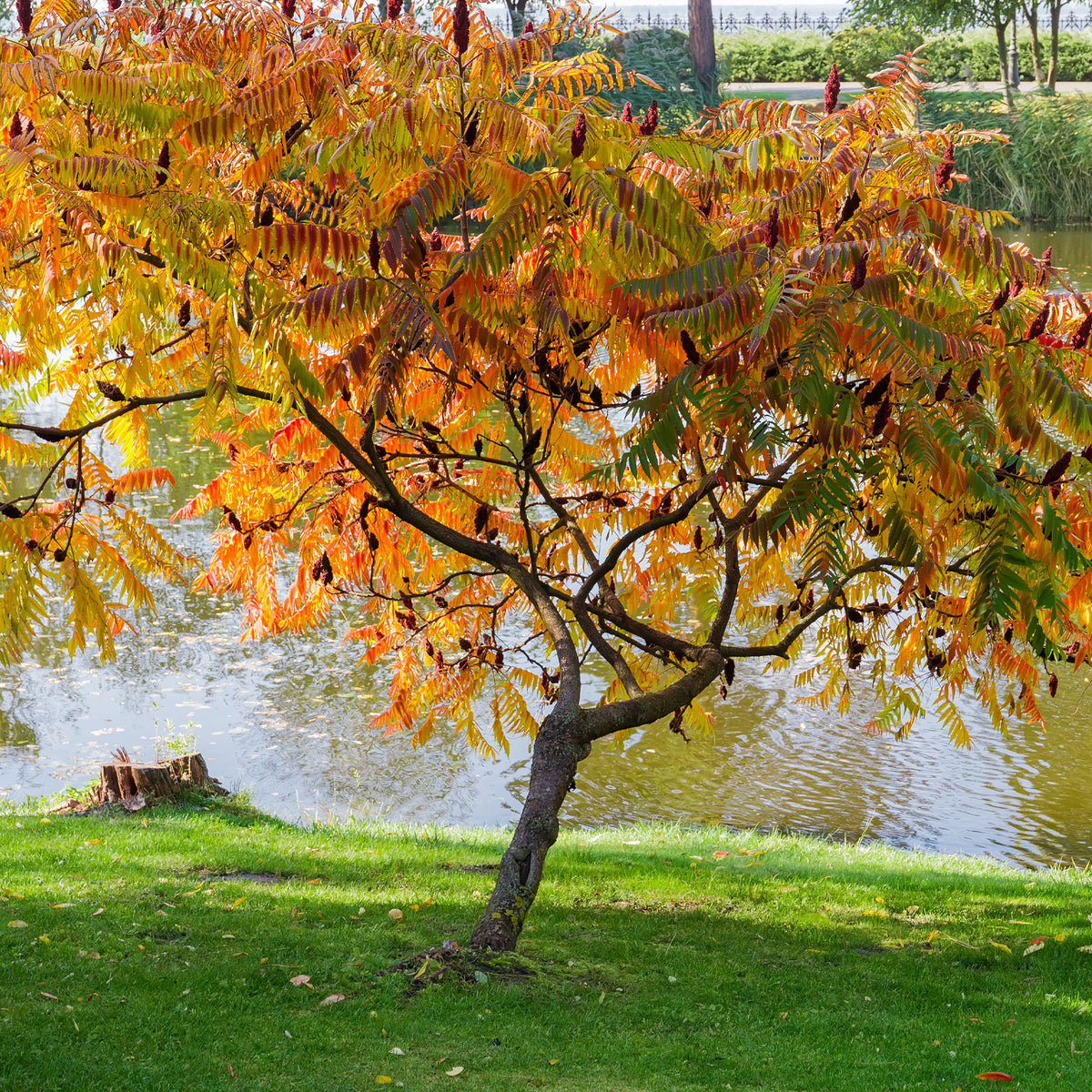 Verkoop Fluweelboom - Rhus typhina