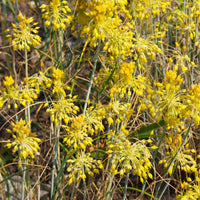 Gele look - Allium flavum - Bakker