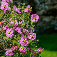 Cistus - Roze cistusroos - Cistus purpureus