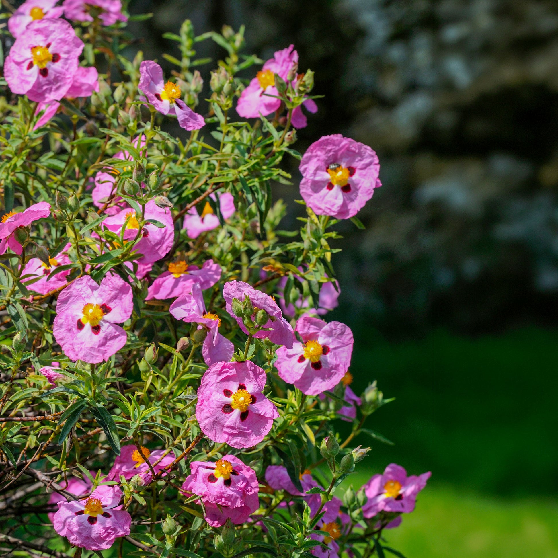 Cistus - Roze cistusroos - Cistus purpureus