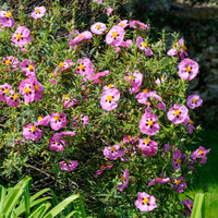 Roze cistusroos - Bakker
