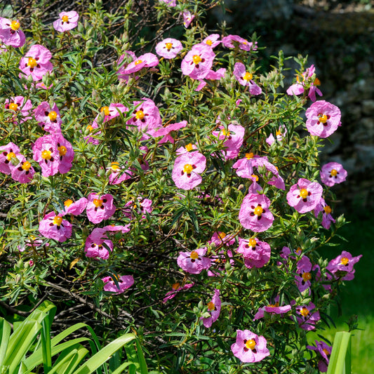Roze cistusroos - Bakker