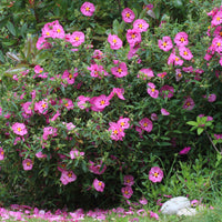 Verkoop Roze cistusroos - Cistus purpureus