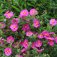 Roze cistusroos - Cistus purpureus - Bakker
