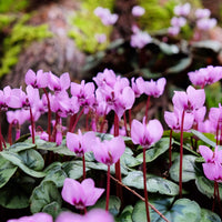 Alpenviooltje - Cyclamen coum - Bakker