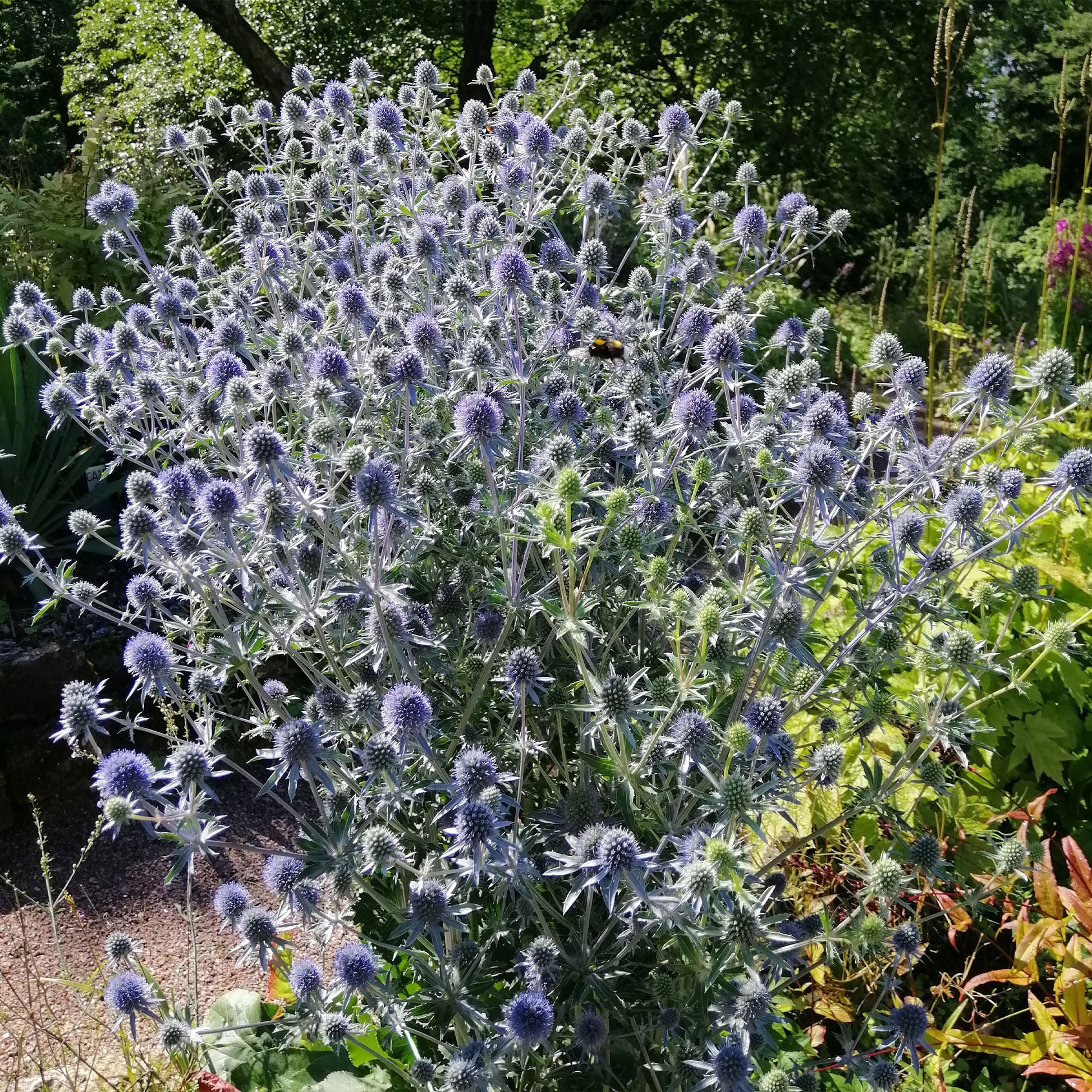 Blauwe distel - Kruisdistel - Bakker