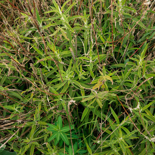 Siciliaanse wolfsmelk - Bakker