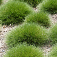 Blauw schapegras Gautier - Festuca gautieri (scoparia) - Bakker