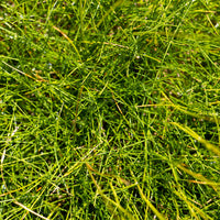 Schapenvenkel - Blauw schapegras Gautier - Festuca gautieri (scoparia)