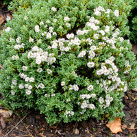 Struikveronica - Hebe carnosula - Bakker