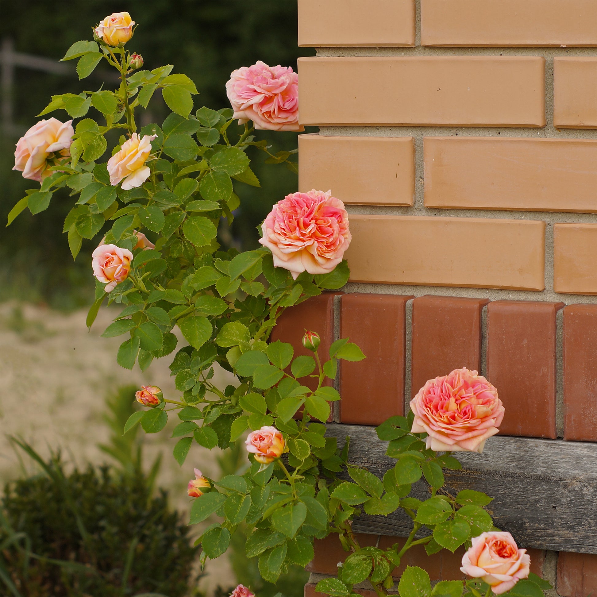 Klimroos 'Alchymist' - Rosa alchymiste - Bakker