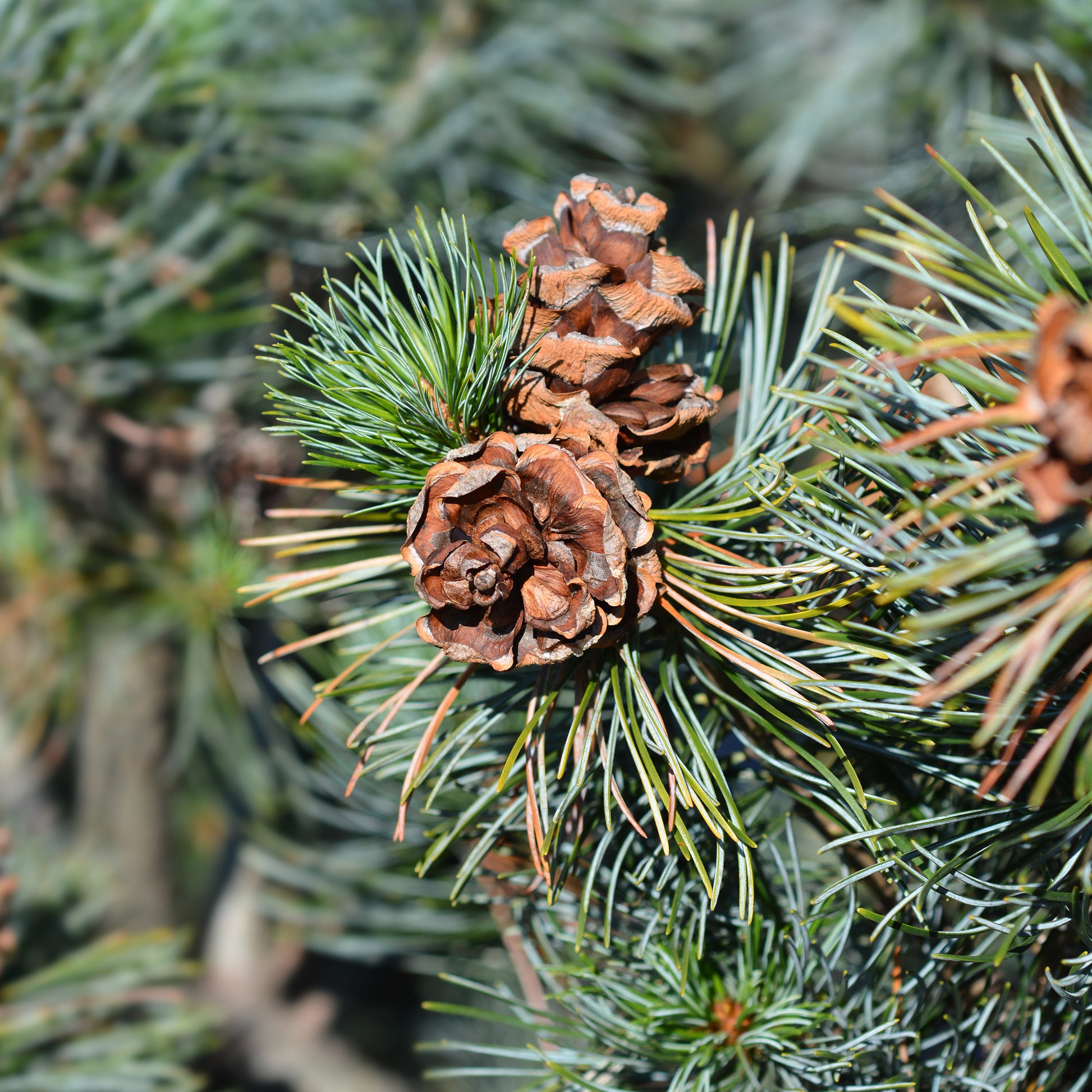 Japanese witte den - Pinus parviflora Negishi - Bakker