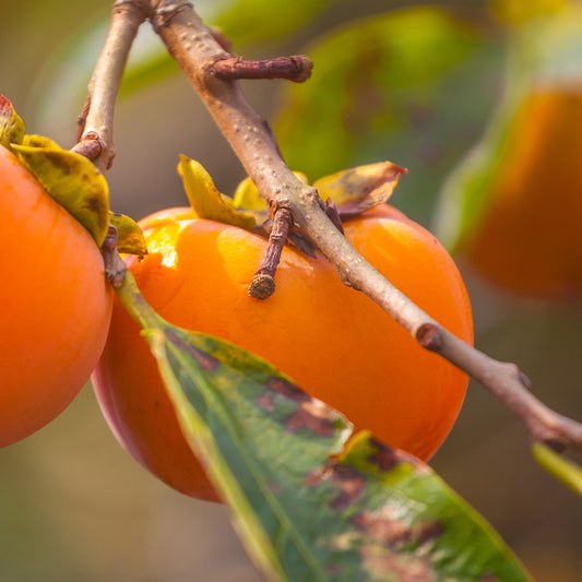 Kakiboom 'Rojo Brilliante' - Bakker