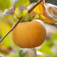 Kakiboom 'Tipo' - Kaki diospyros tipo - Bakker