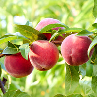 Verkoop Perzik 'Suncrest' - Prunus persica suncrest