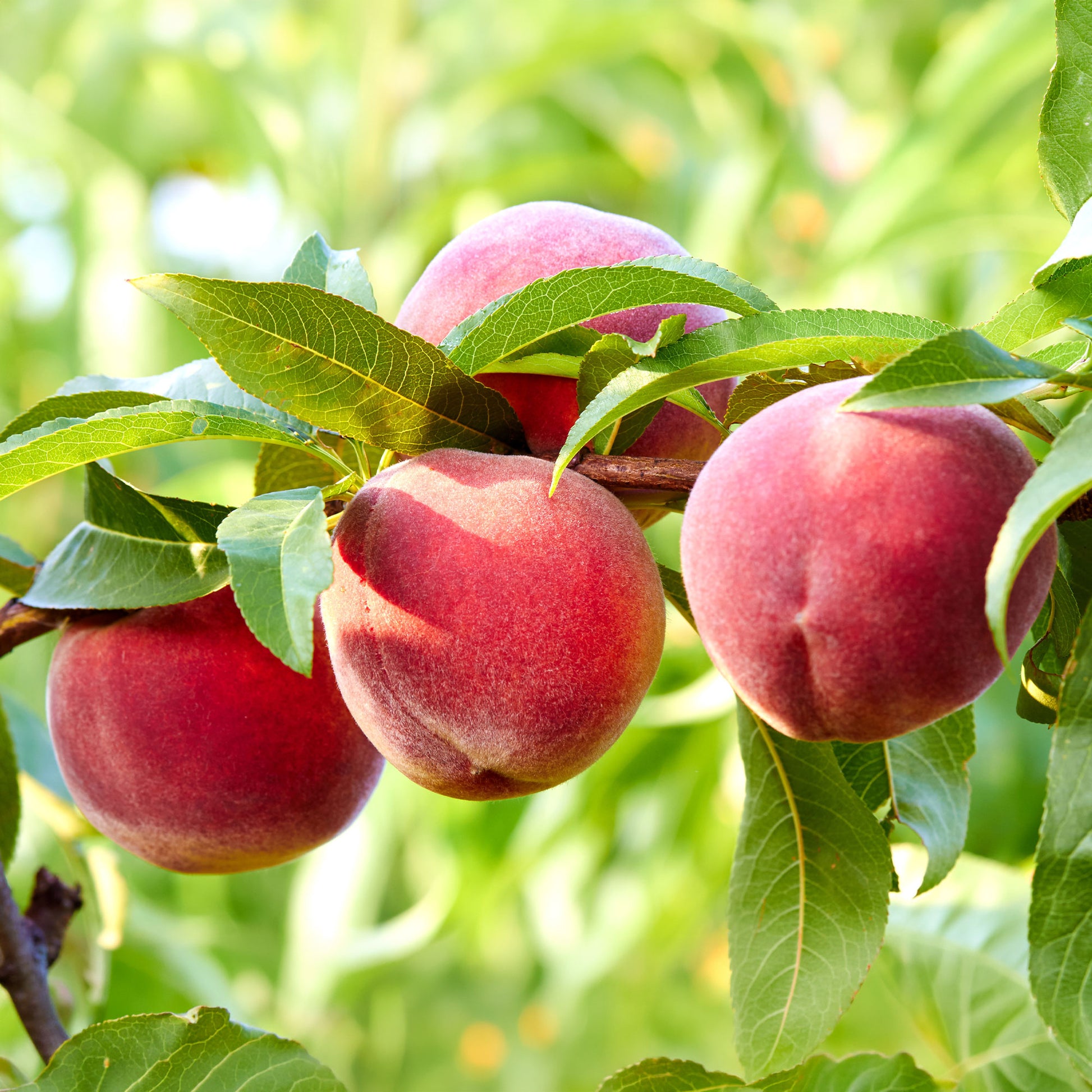 Verkoop Perzik 'Suncrest' - Prunus persica suncrest