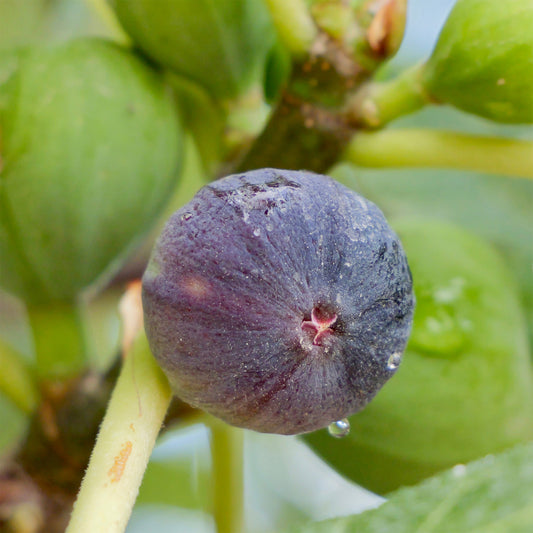 Vijgenboom 'Brogiotto Noir' - Bakker
