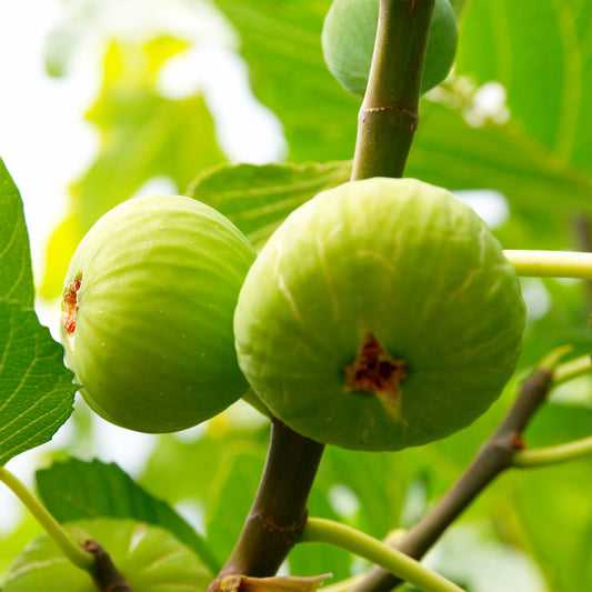 Vijgenboom 'Brogiotto Blanc' - Bakker
