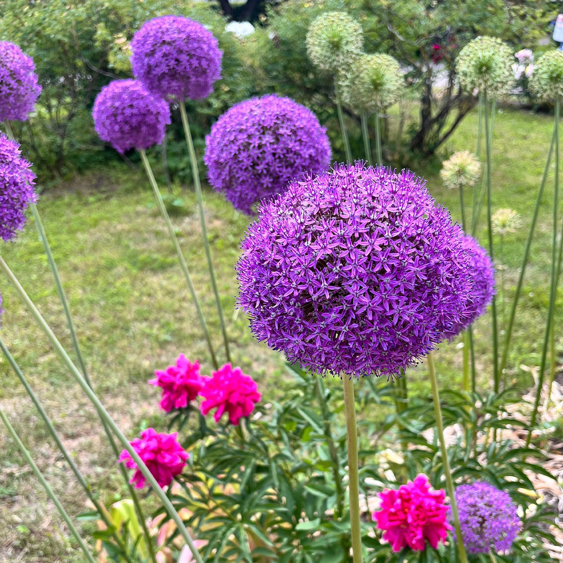 Allium gladiator - Sierui 'Gladiator' - Allium