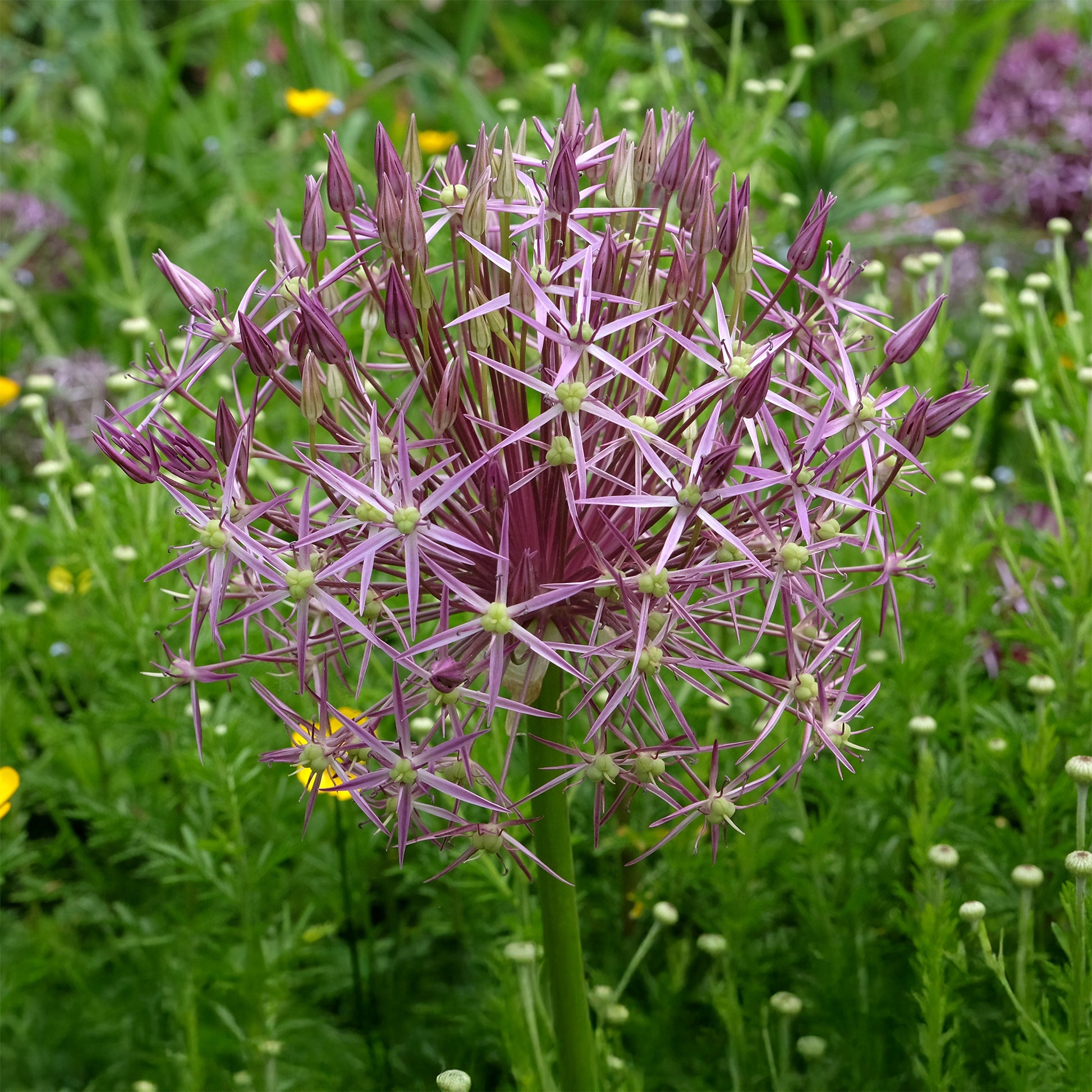 Allium Christophii (x10) - Bakker