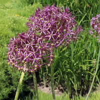 Allium christophii - Allium Christophii (x10) - Allium