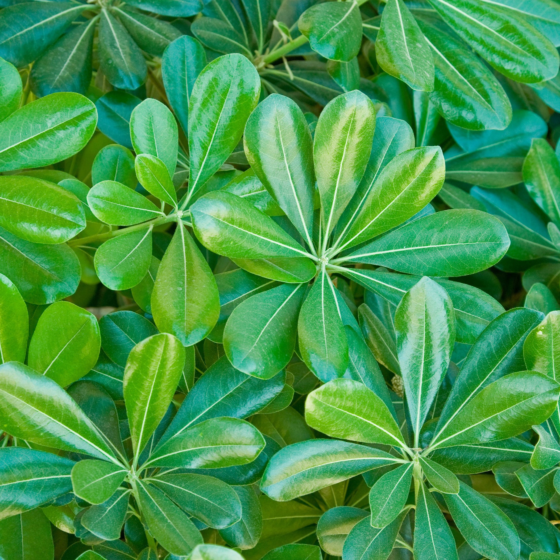 Australische Laurier - Pittosporum tobira - Tuinplanten