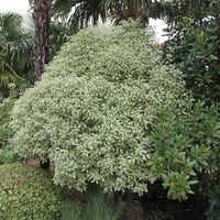 Verkoop Wintergroene heesters - Australische bonte Laurier