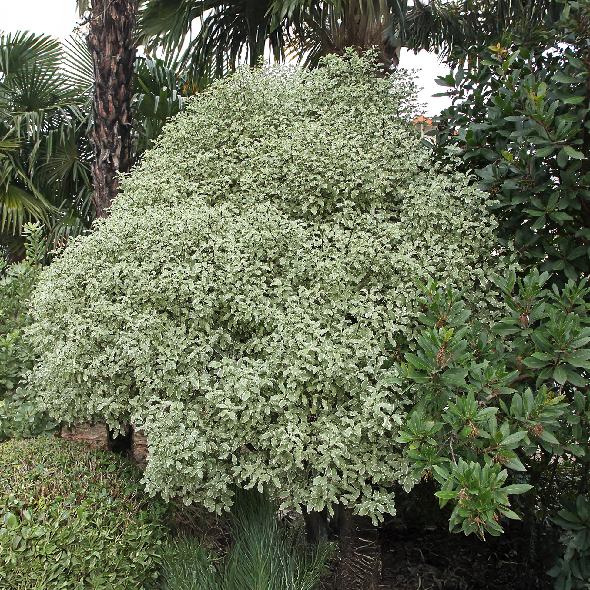 Verkoop Wintergroene heesters - Australische bonte Laurier