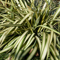 Nieuw Zeelands vlas - tricolor - Phormium tricolor - Bakker