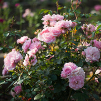 Roos 'Bonica 82'® - Rosa Bonica 82 ® - Bakker