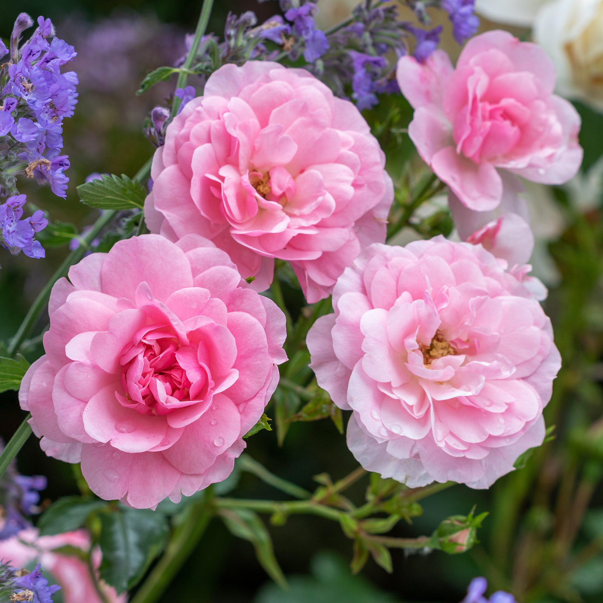Geurende rozen - Roos 'Bonica 82'® - Rosa Bonica 82 ®