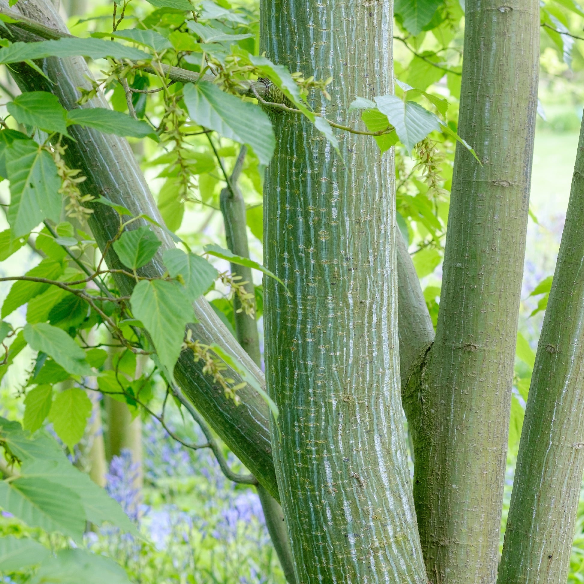 Acer davidii - Slangehuid Esdoorn - Esdoorn