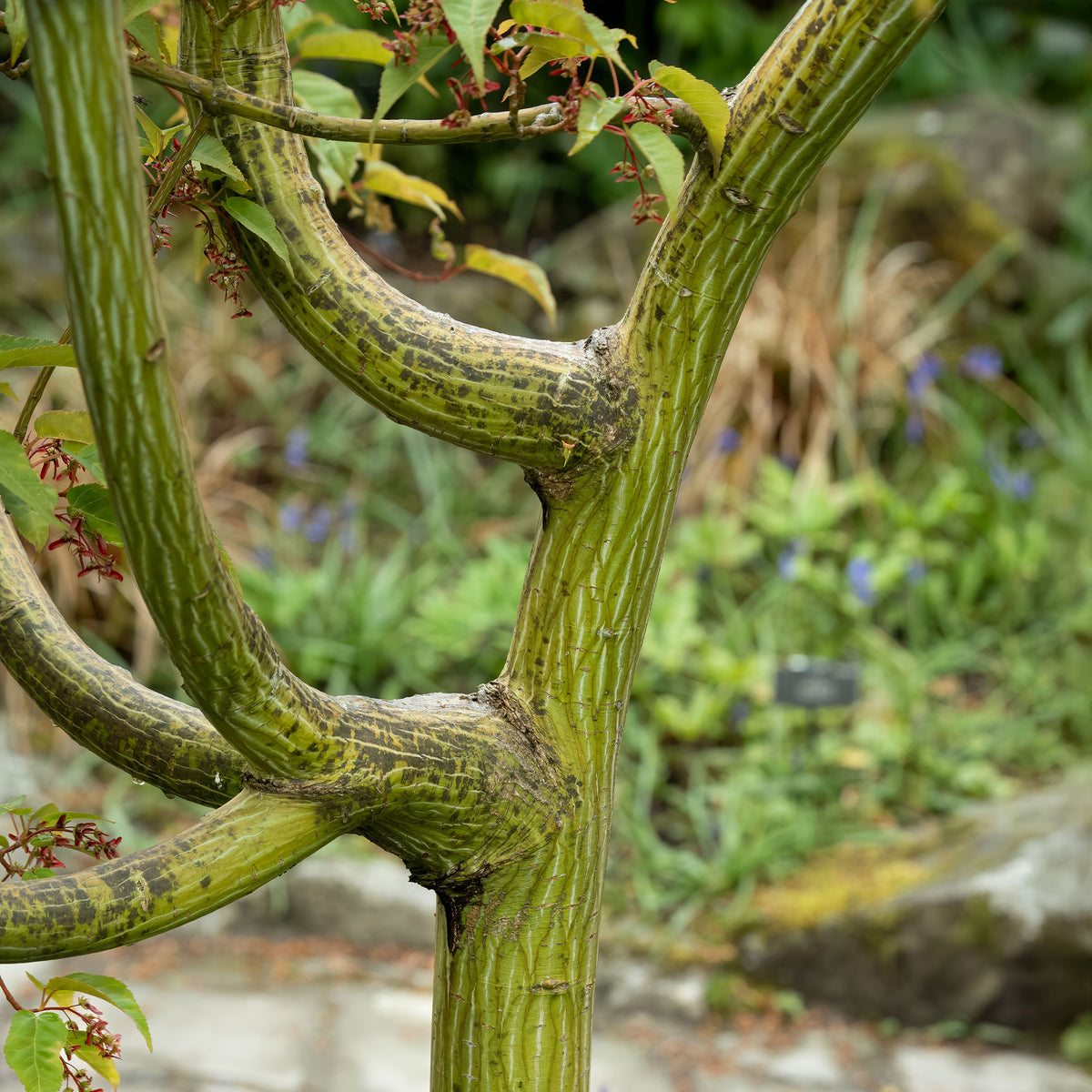 Verkoop Slangehuid Esdoorn - Acer davidii