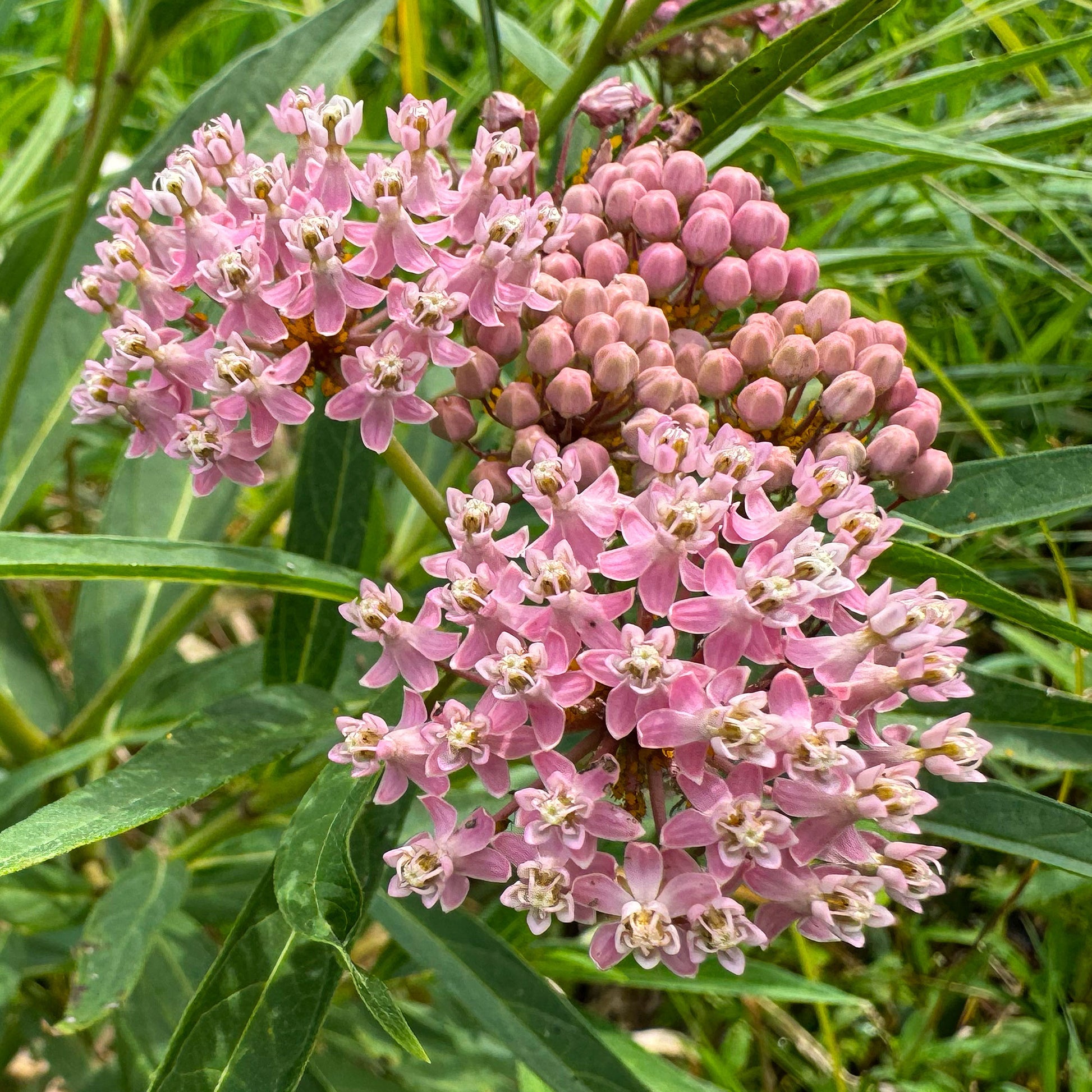Rode zijdeplant (x3) - Asclepias incarnata - Bakker