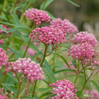 Vaste planten - Rode zijdeplant (x3) - Asclepias incarnata