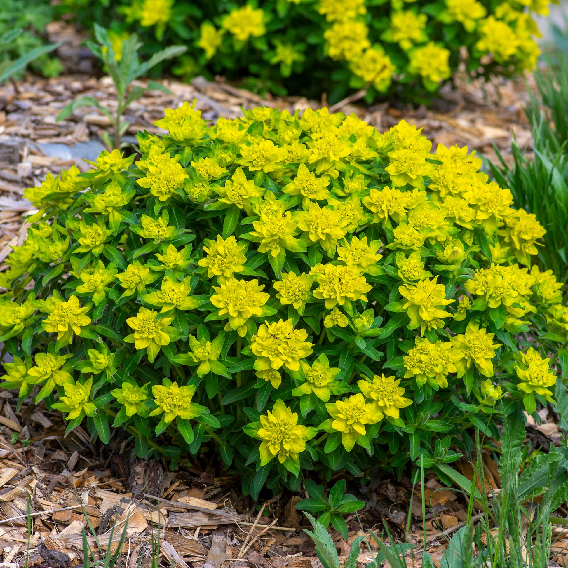 Euphorbia polychroma - Wolfsmelk - Wolfsmelk