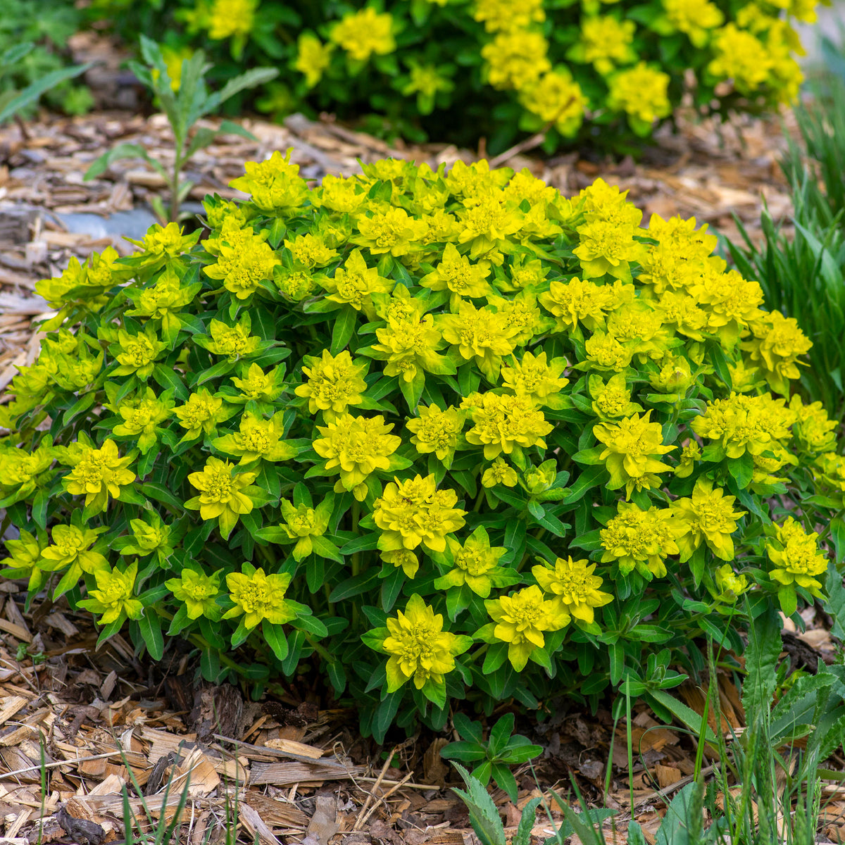 Euphorbia polychroma - Wolfsmelk - Wolfsmelk