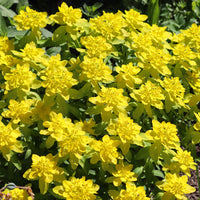 Wolfsmelk - Euphorbia polychroma - Bakker