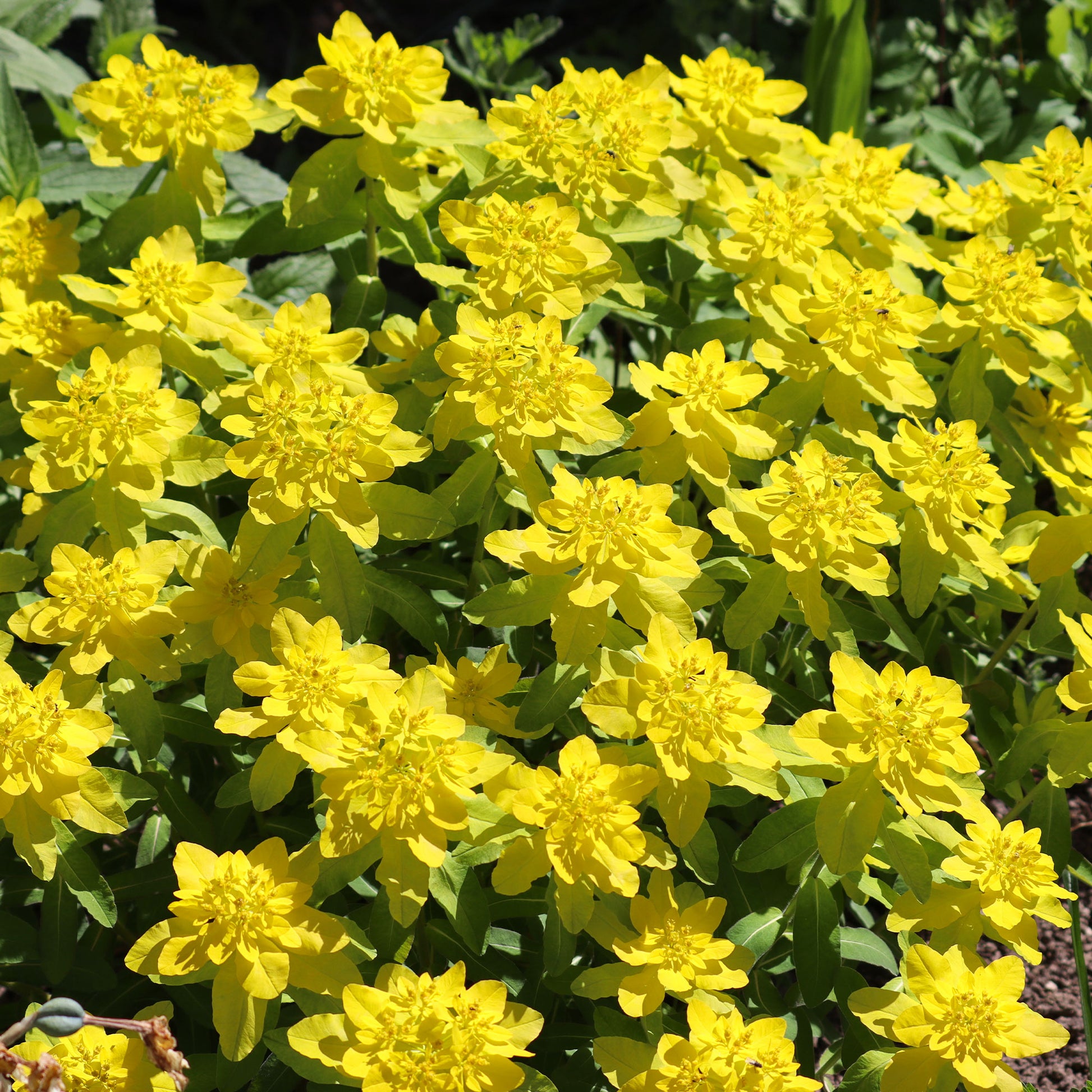 Wolfsmelk - Euphorbia polychroma - Bakker