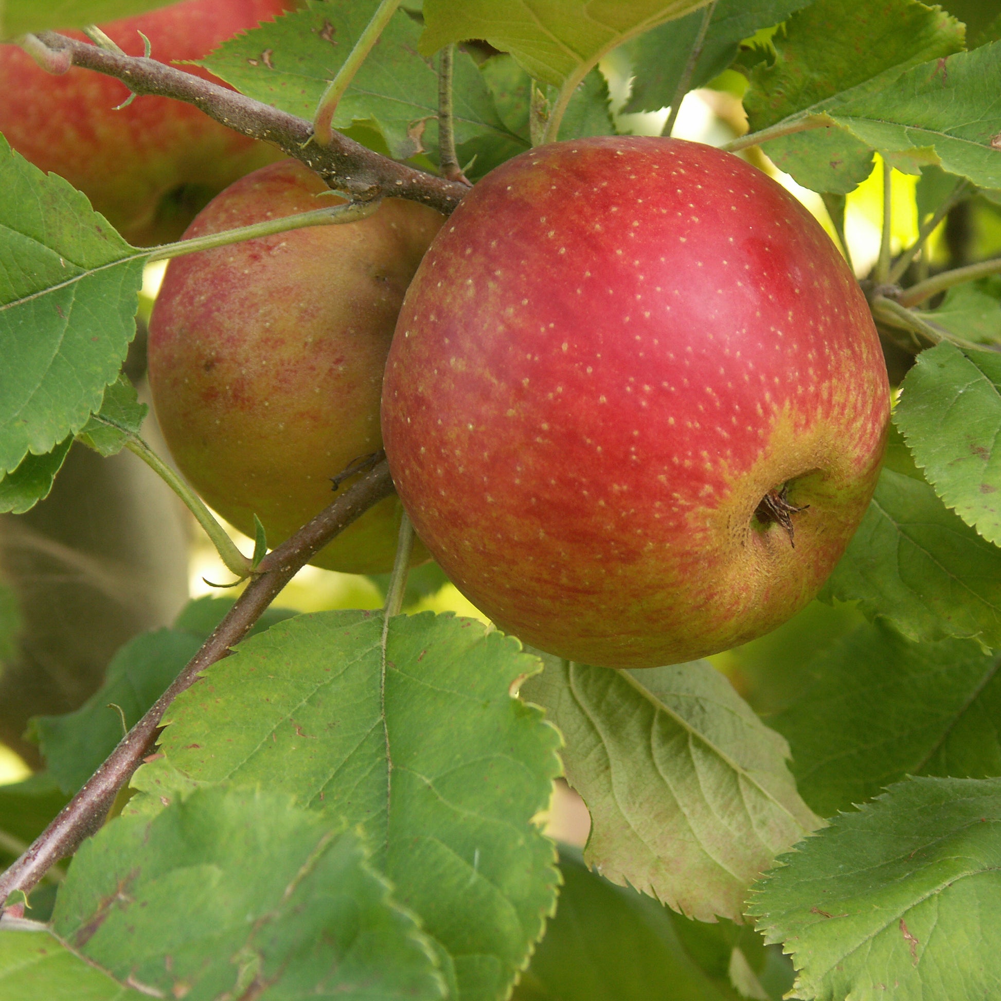 Appelboom 'Rode Boskoop' - Malus domestica Rode Boskoop - Bakker