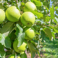 Appelboom 'Granny Smith'