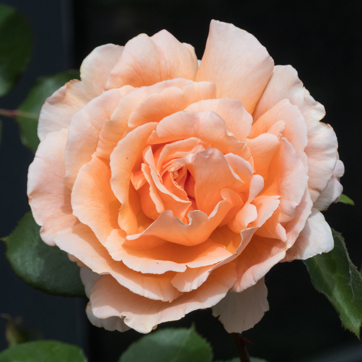 Rosa just joey ® - Roos 'Just Joey'® - Geurende rozen