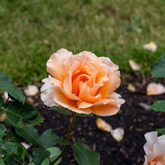 Roos 'Just Joey'® - Bakker