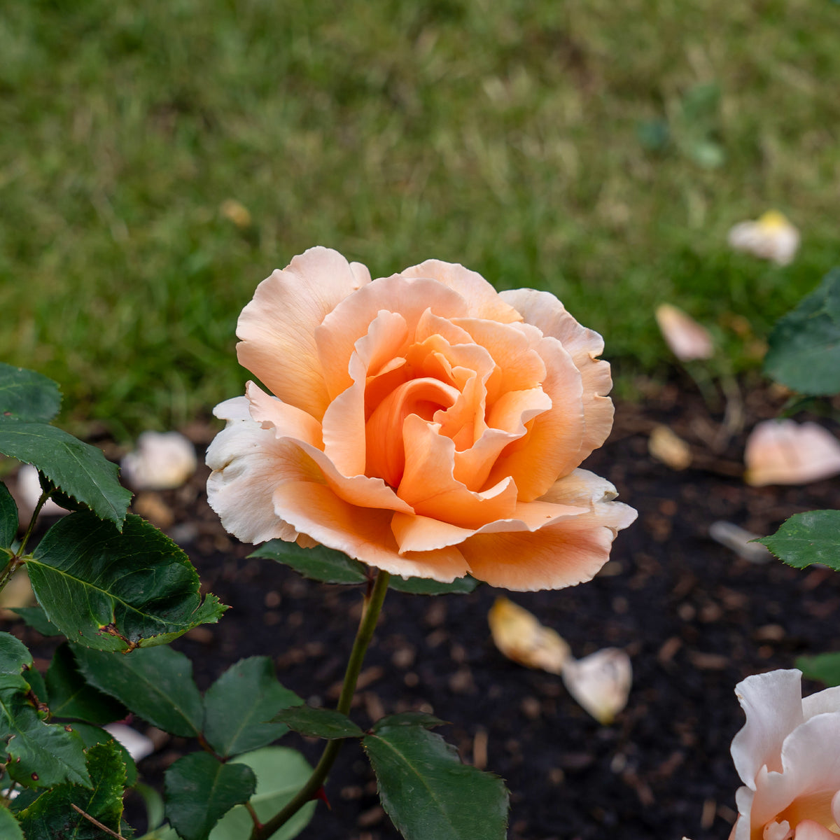 Roos 'Just Joey'® - Rosa just joey ® - Bakker