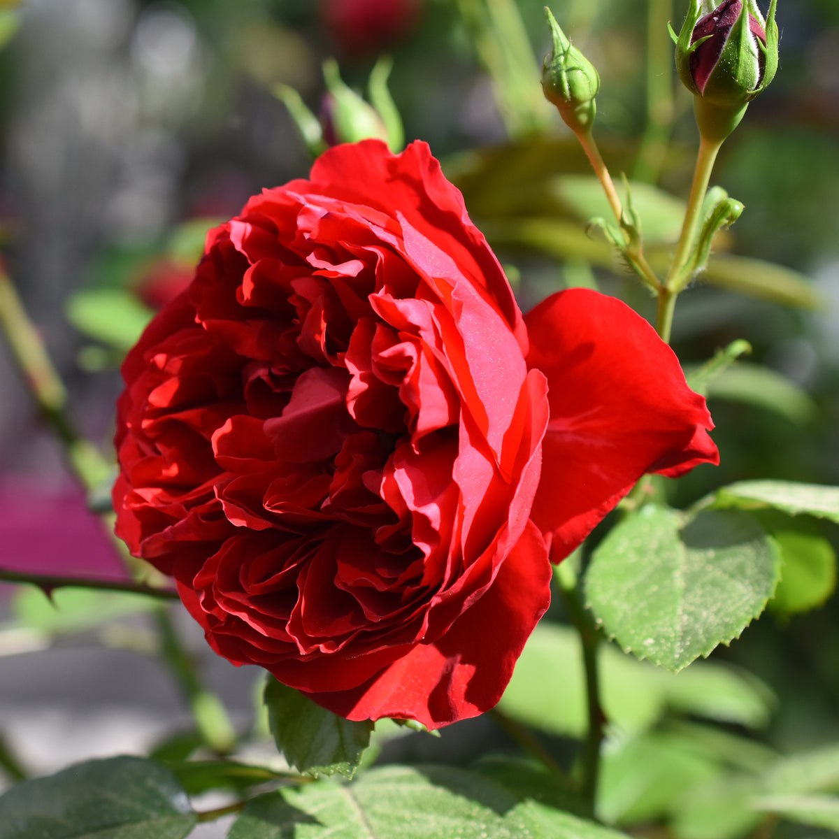 Klimrozen - Klimroos 'Florentina'® - Rosa Florentina ®