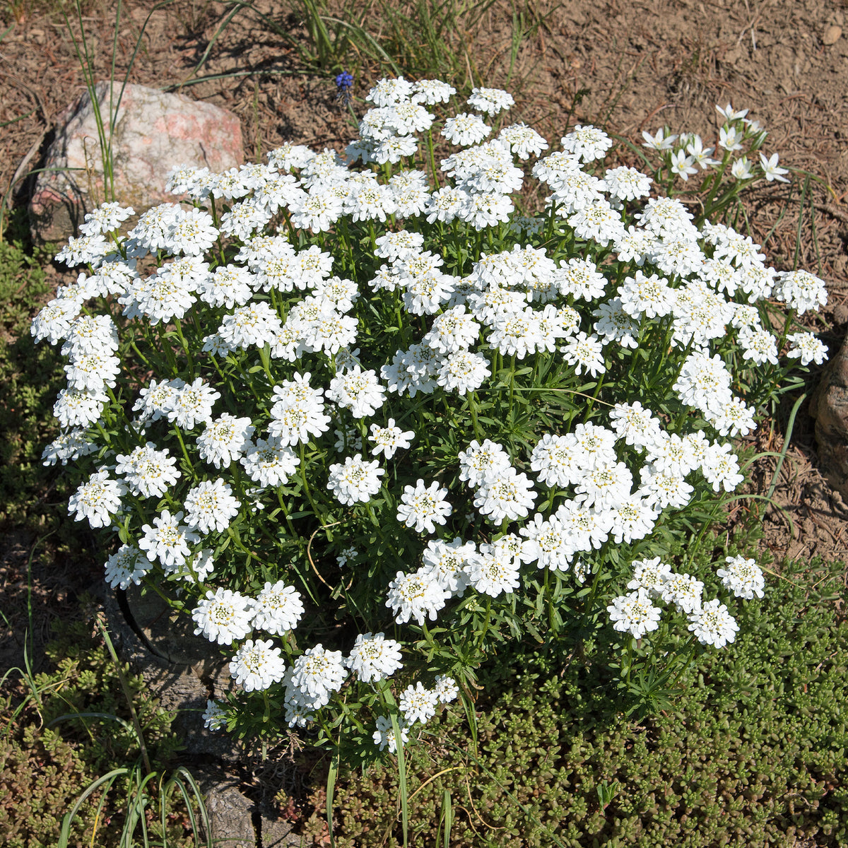 Iberis sempervirens 'snowflake' - Scheefkelk 'Snowflake' - Scheefbloem