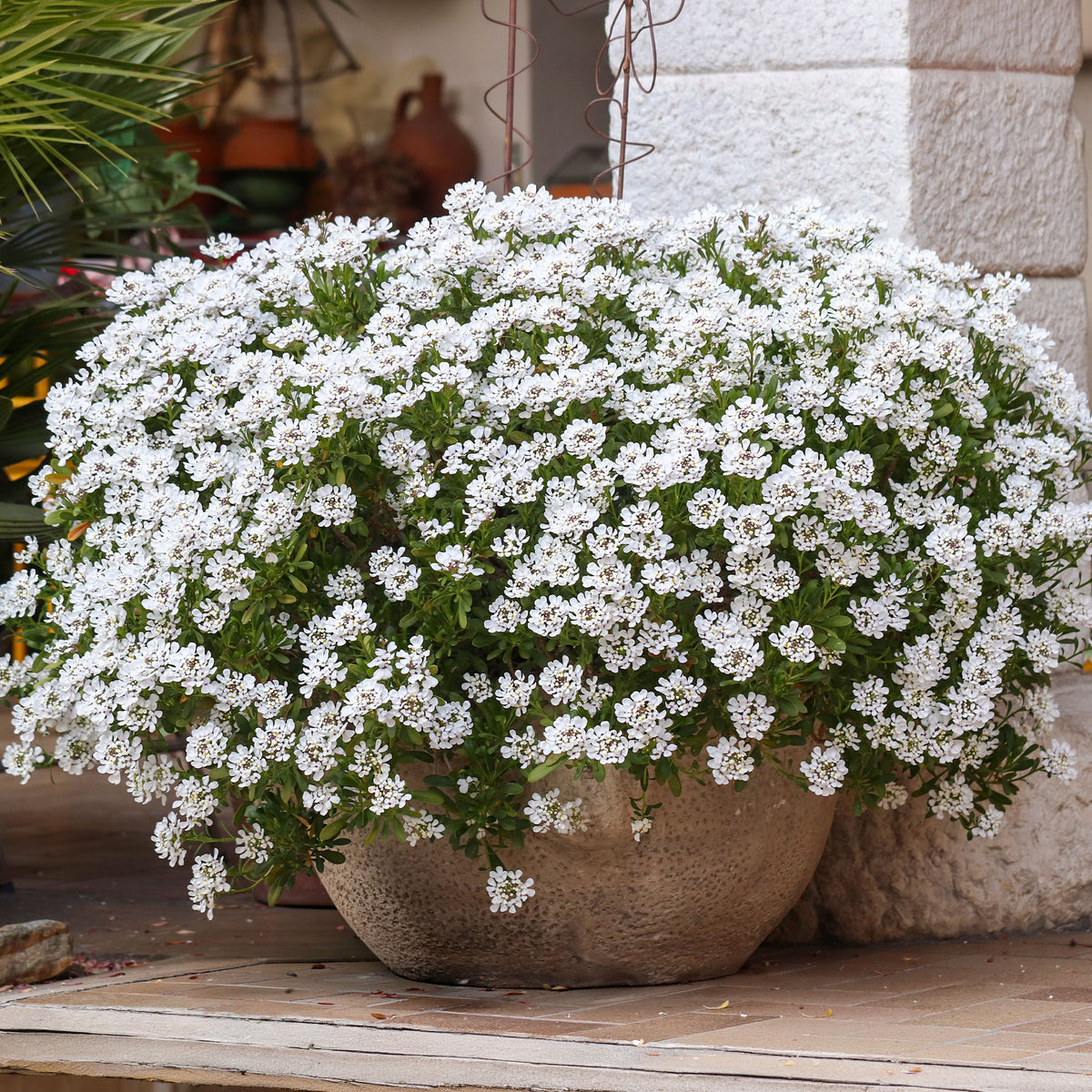 Scheefkelk 'Snowflake' - Bakker