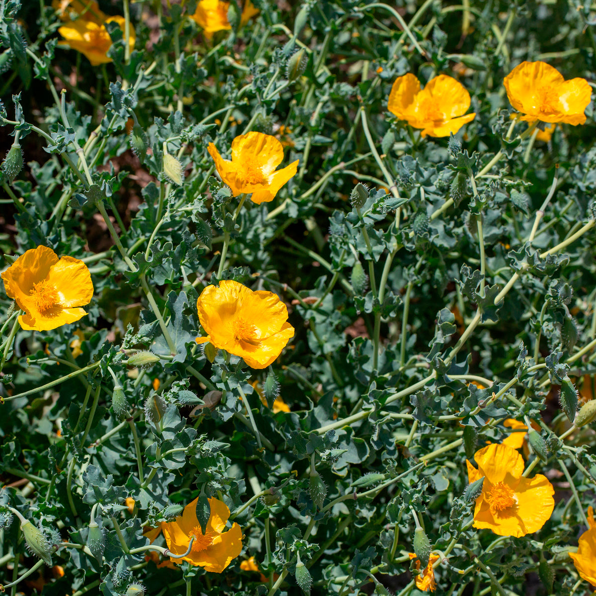 Gele hoornpapaver - Glaucium flavum - Bakker