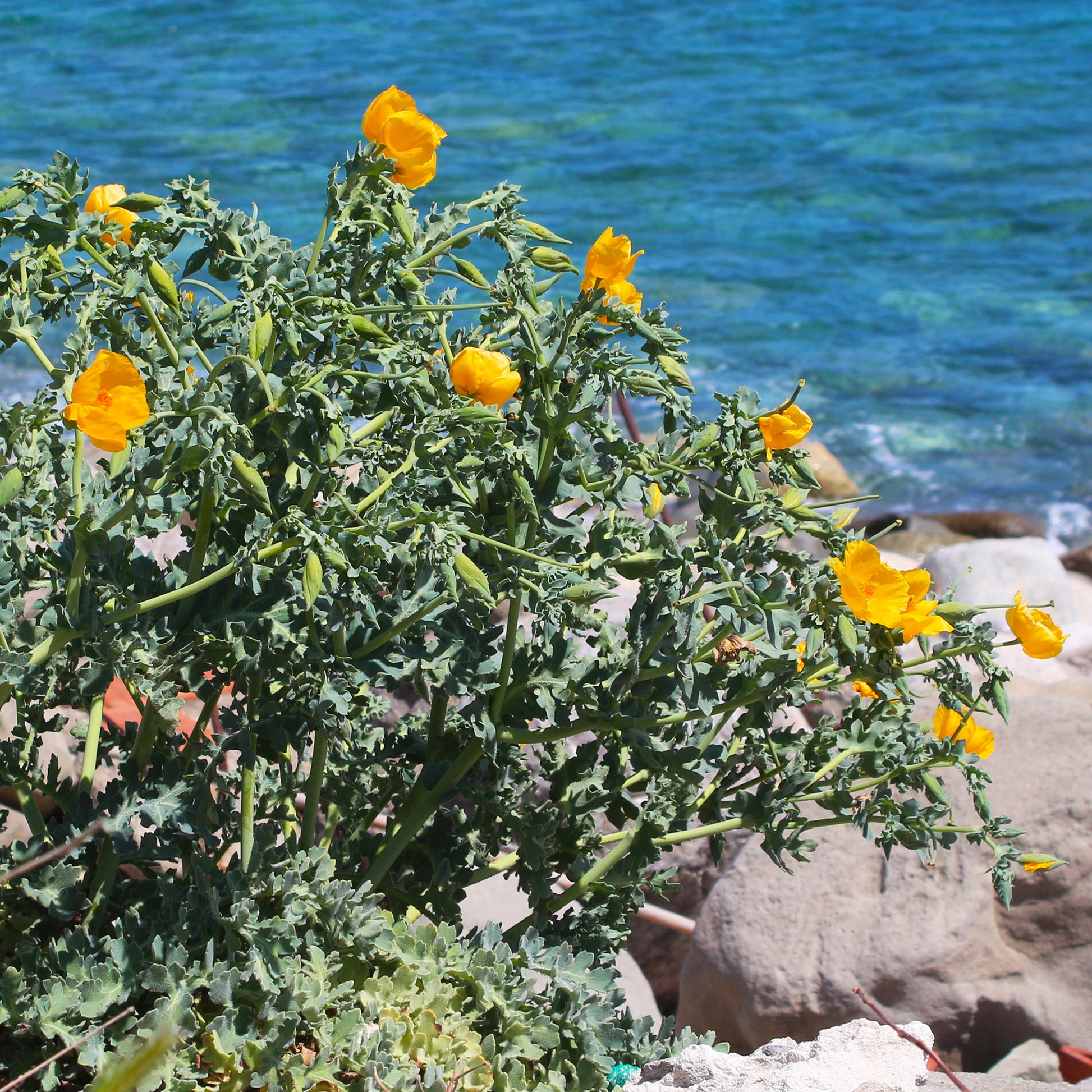Vaste planten - Gele hoornpapaver - Glaucium flavum